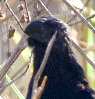 Groove-billed Ani - ML645739758
