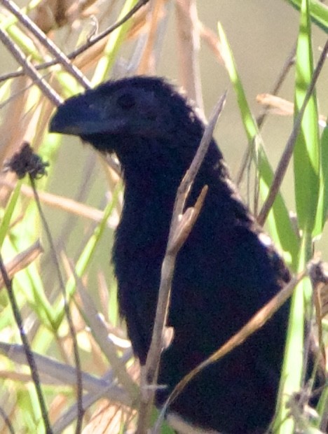 Groove-billed Ani - ML645739759