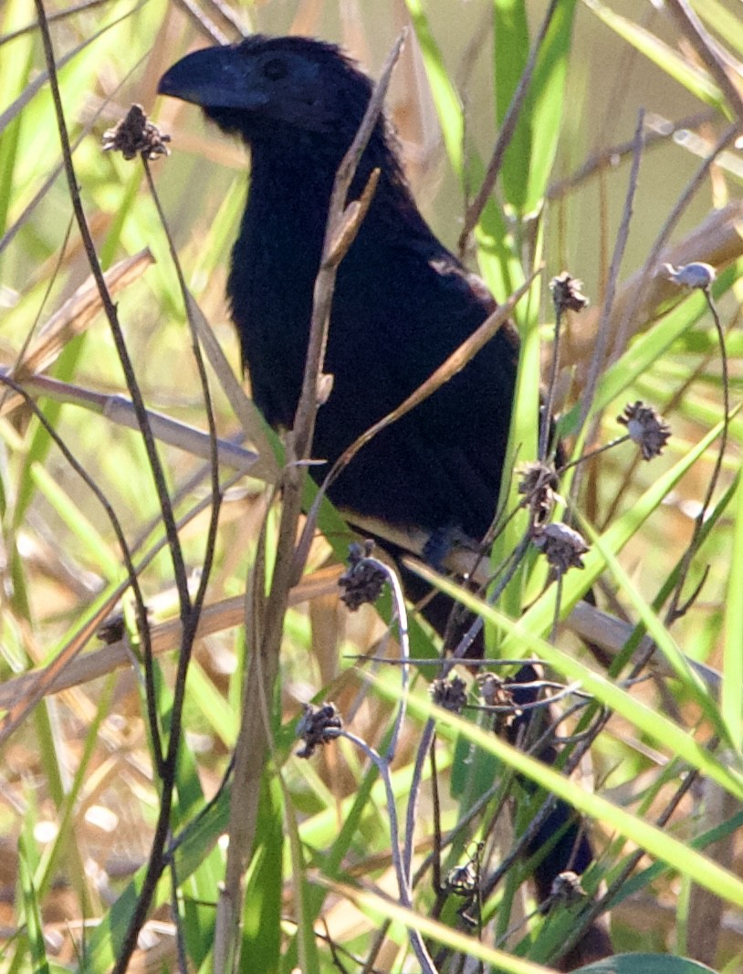 Groove-billed Ani - ML645739760