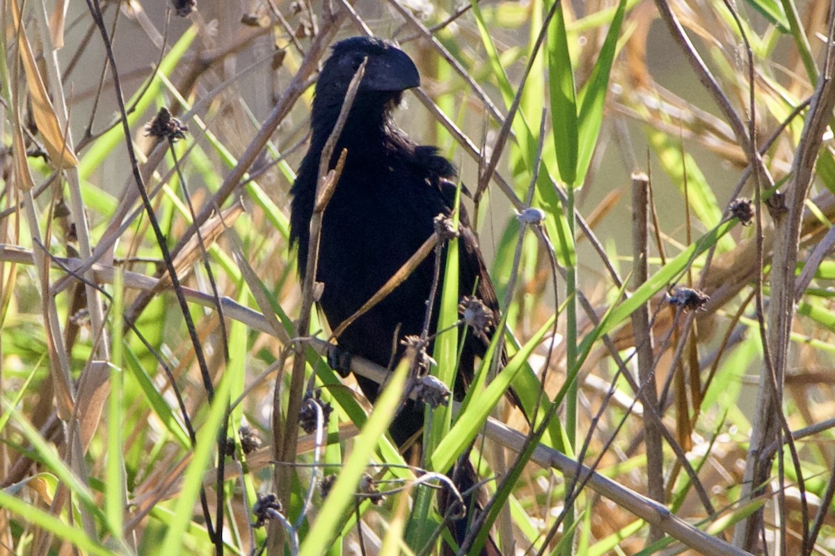 Groove-billed Ani - ML645739761