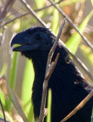 Groove-billed Ani - ML645739762