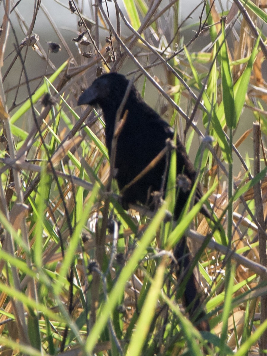 Groove-billed Ani - ML645739763