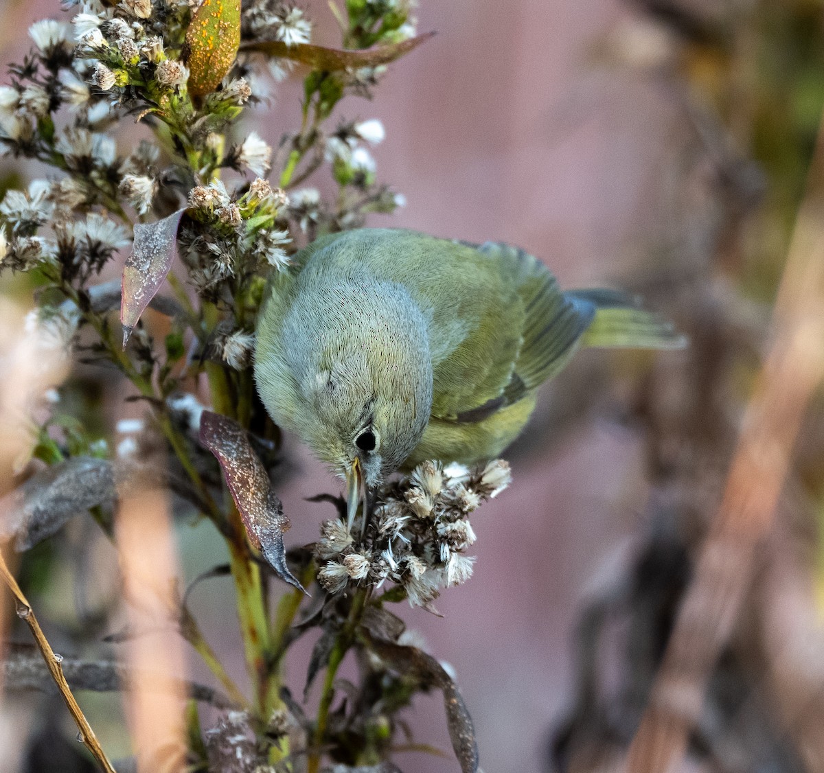 Orange-crowned Warbler - ML645739764