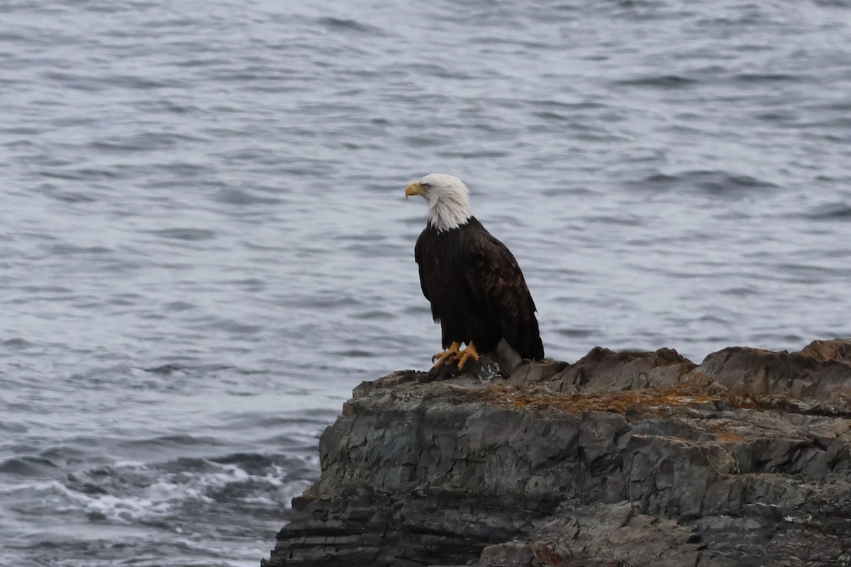 orel bělohlavý - ML645739765