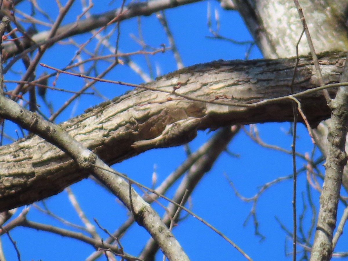 Brown Creeper - ML645739766