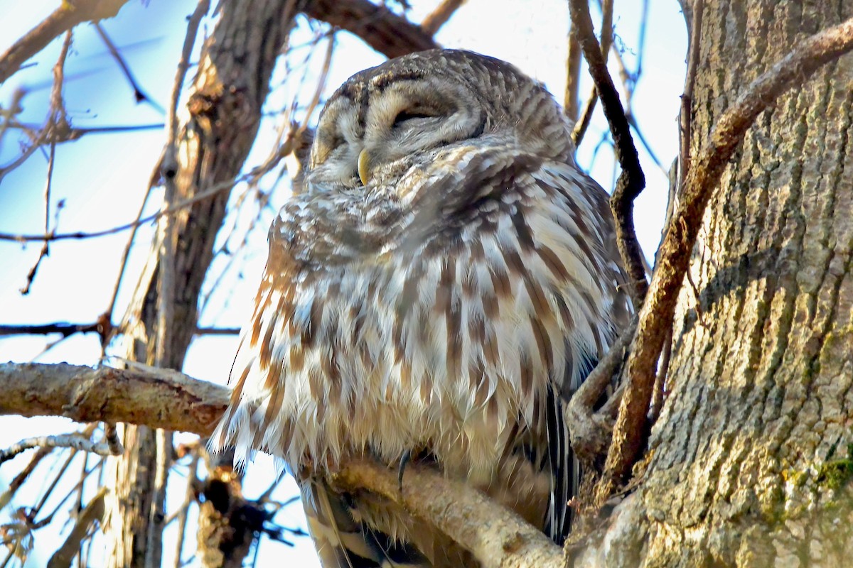Barred Owl - ML645739767