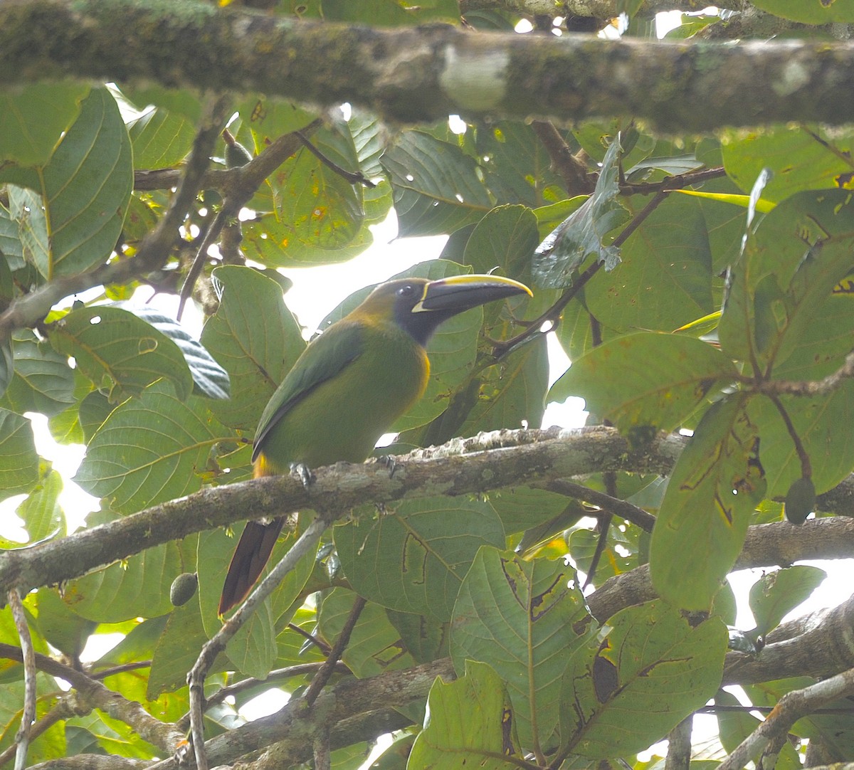 Northern Emerald-Toucanet - ML645739768