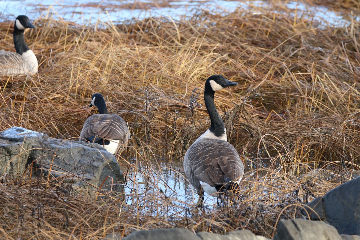 Kanada Kazı - ML645739769