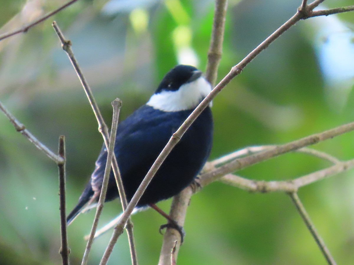 White-ruffed Manakin - ML645739778