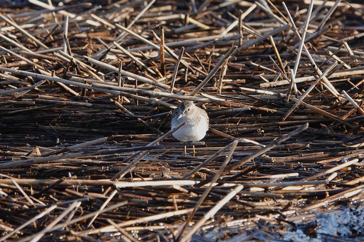 Least Sandpiper - ML645739781