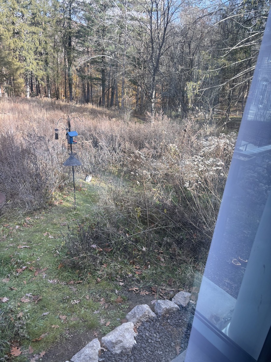 Domestic Cat - ML645739784