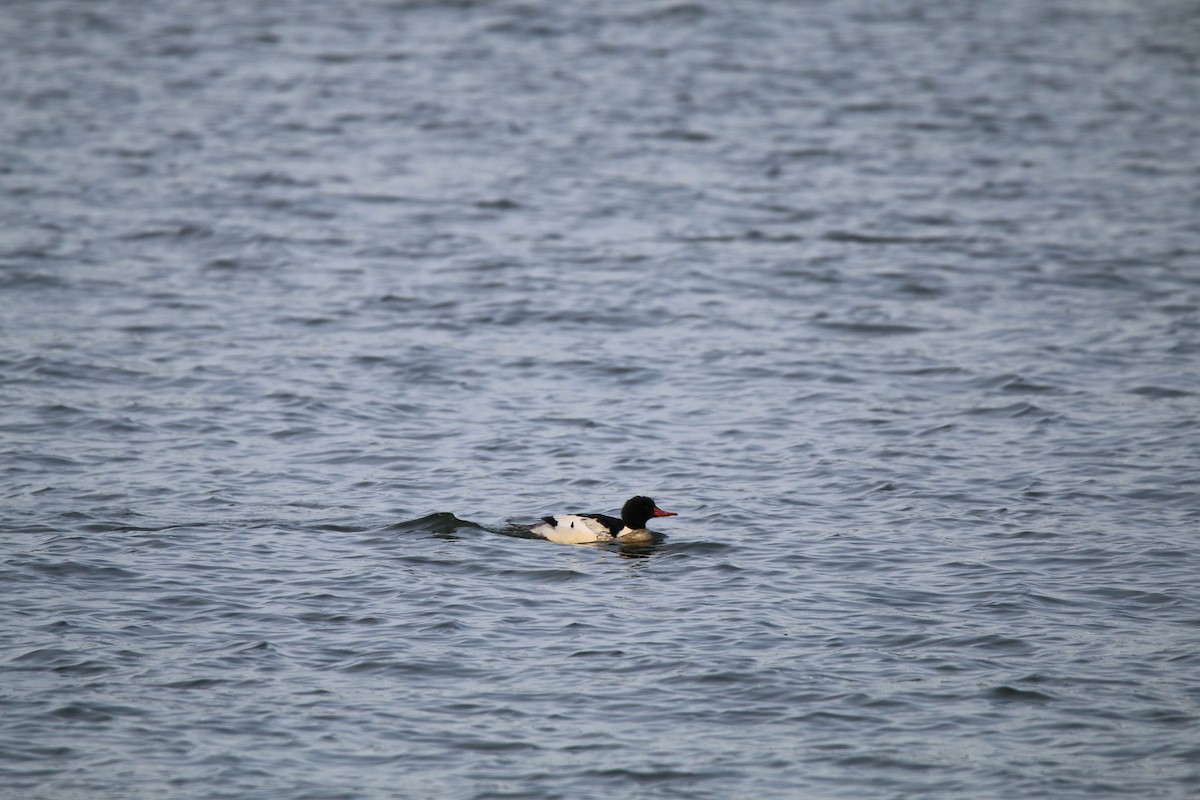 Büyük Tarakdiş - ML645739789