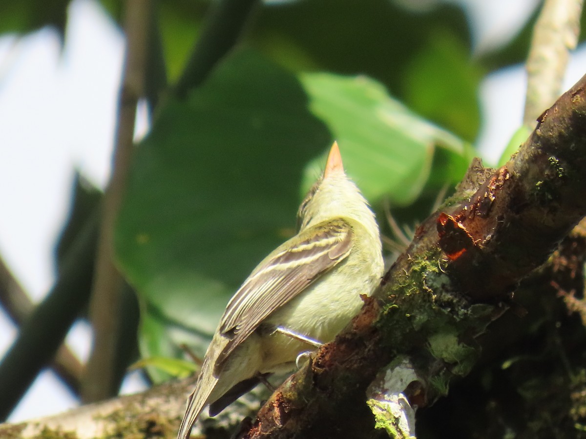 Yellow-bellied Flycatcher - ML645739796