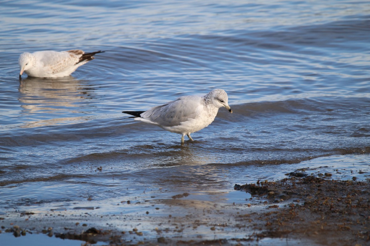 Halkalı Martı - ML645739800