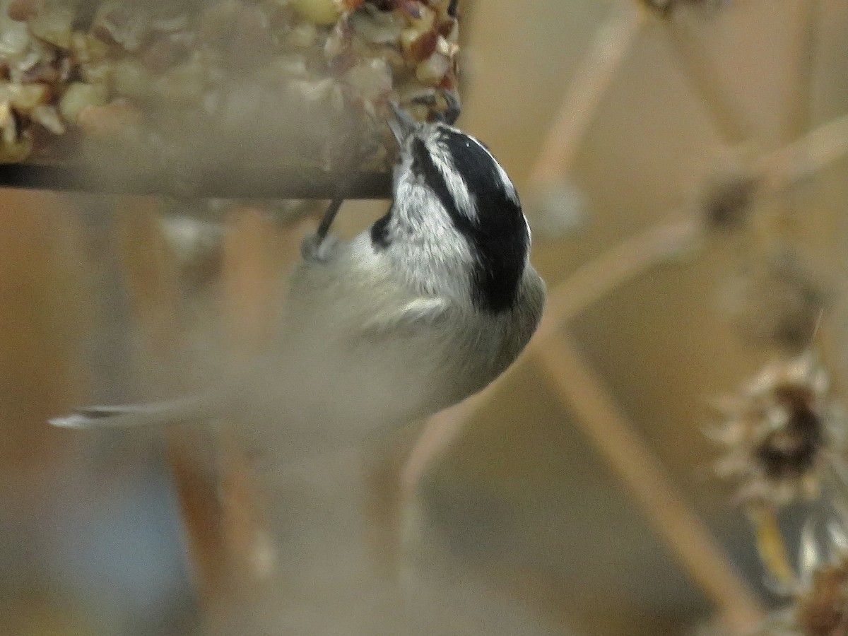 Mountain Chickadee - ML645739802