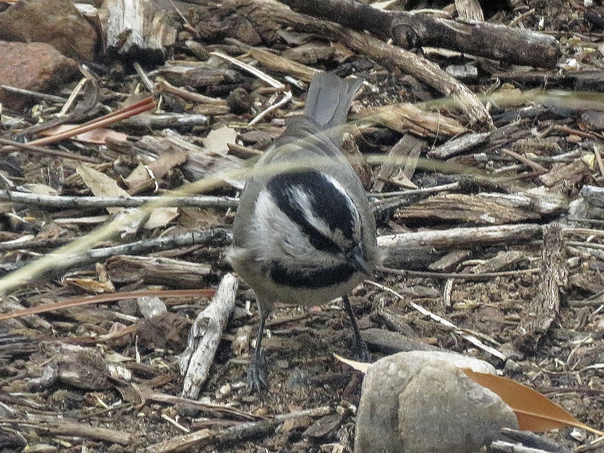 Mountain Chickadee - ML645739803