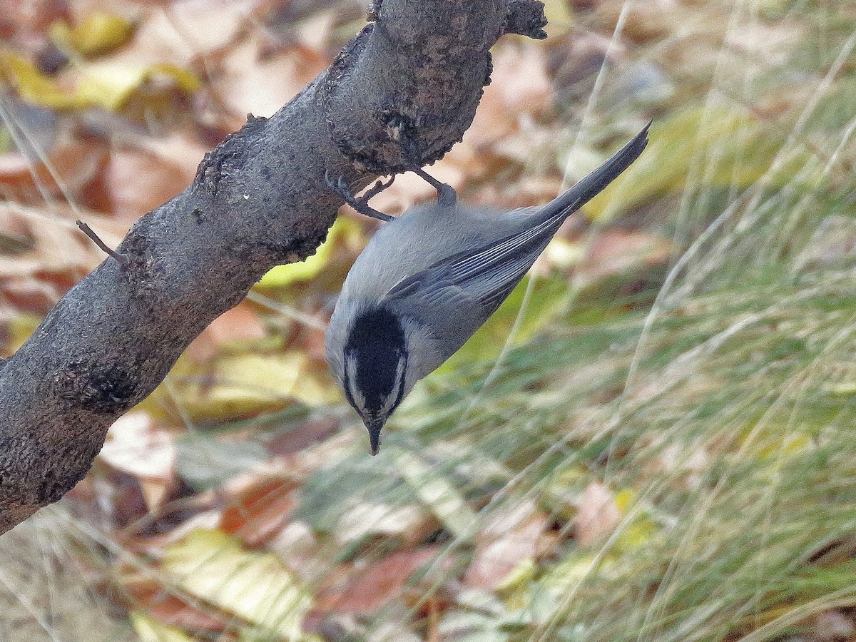 Mountain Chickadee - ML645739804