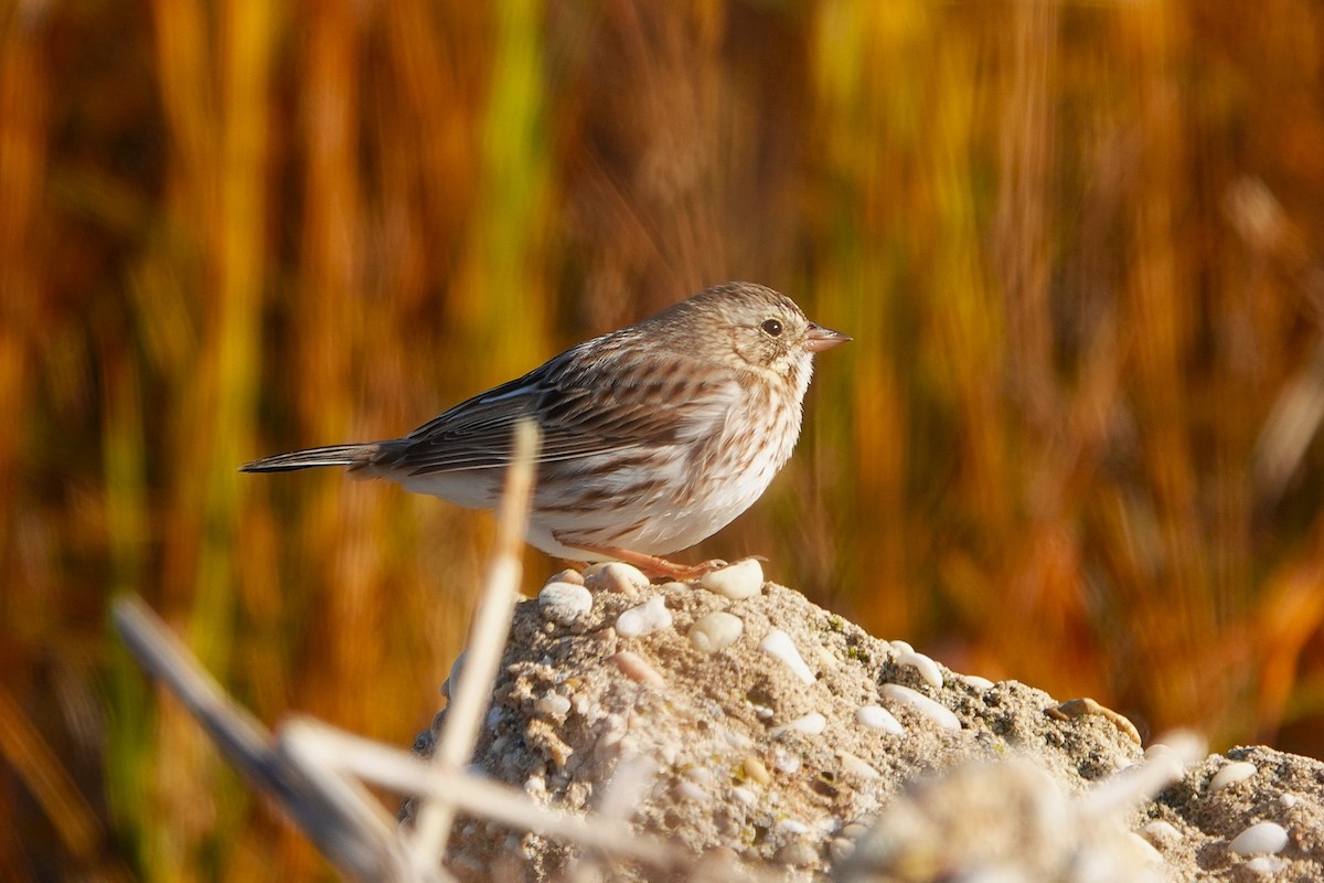 Savannah Sparrow (Ipswich) - ML645739812