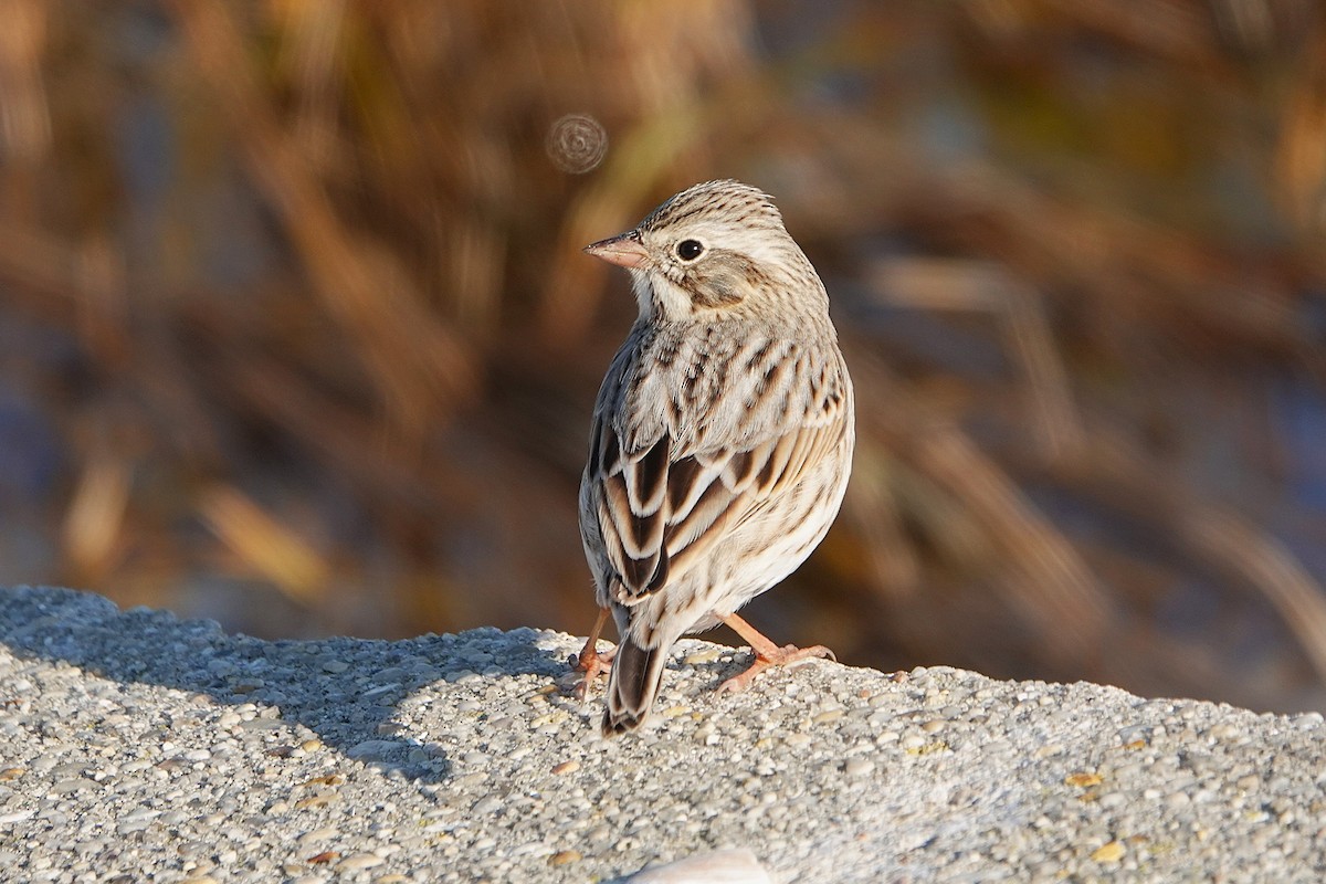 Savannah Sparrow (Ipswich) - ML645739813