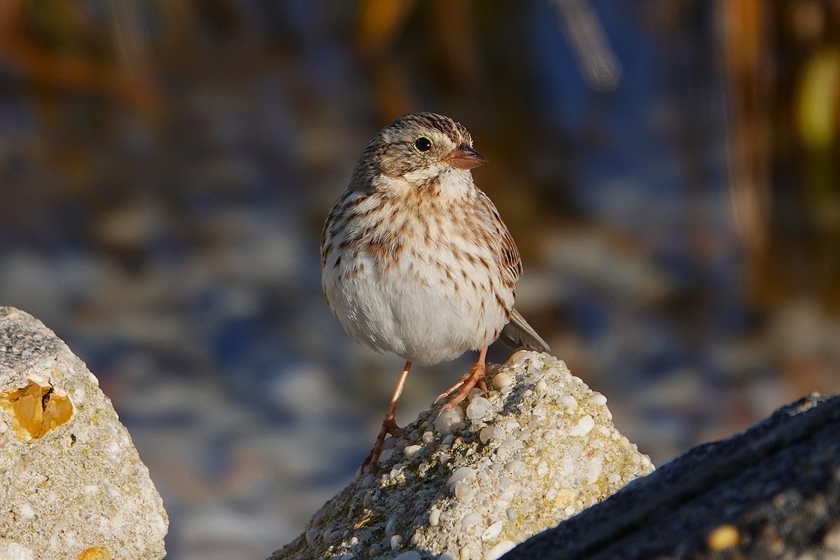 Savannah Sparrow (Ipswich) - ML645739814