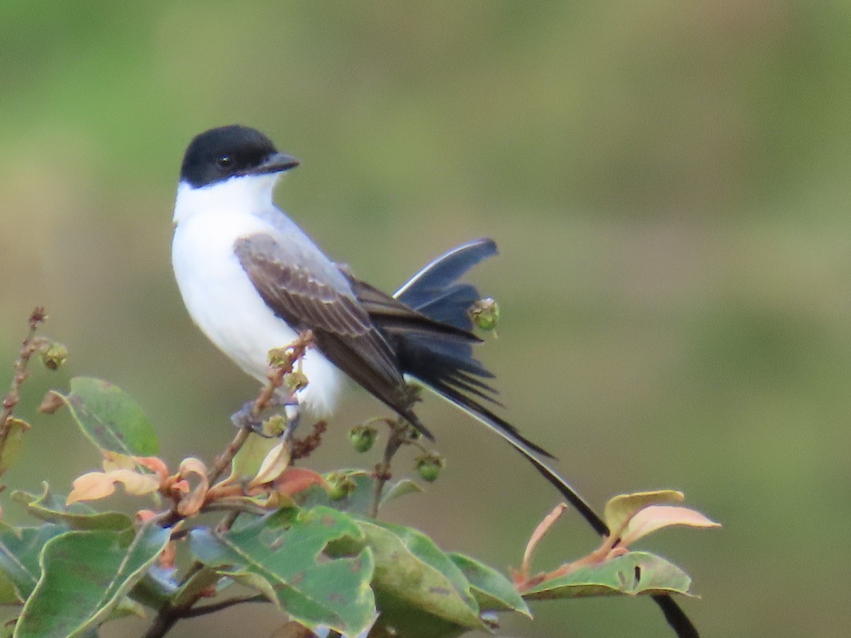 Fork-tailed Flycatcher - ML645739819