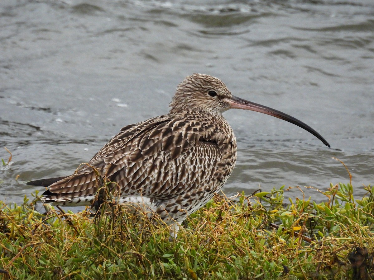 Eurasian Curlew - ML645739830