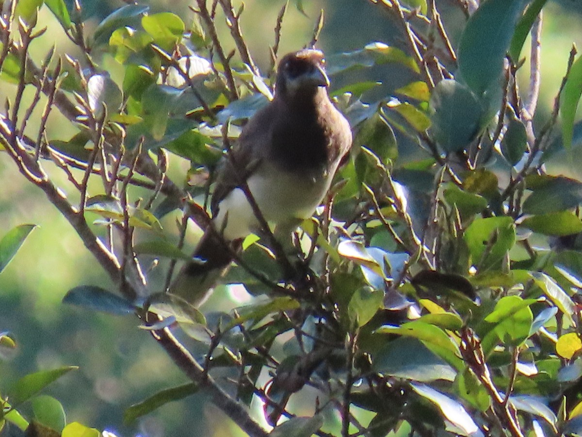 Brown Jay - ML645739835