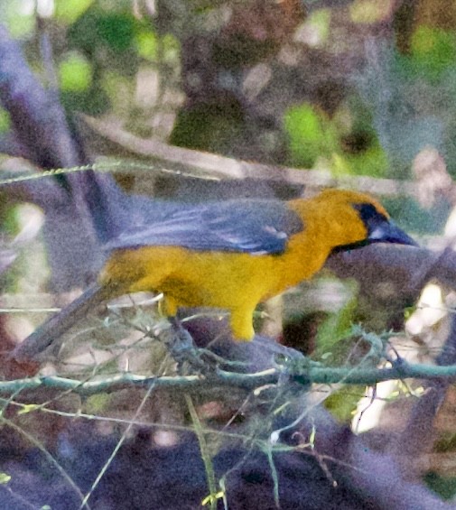 Altamira Oriole - ML645739845