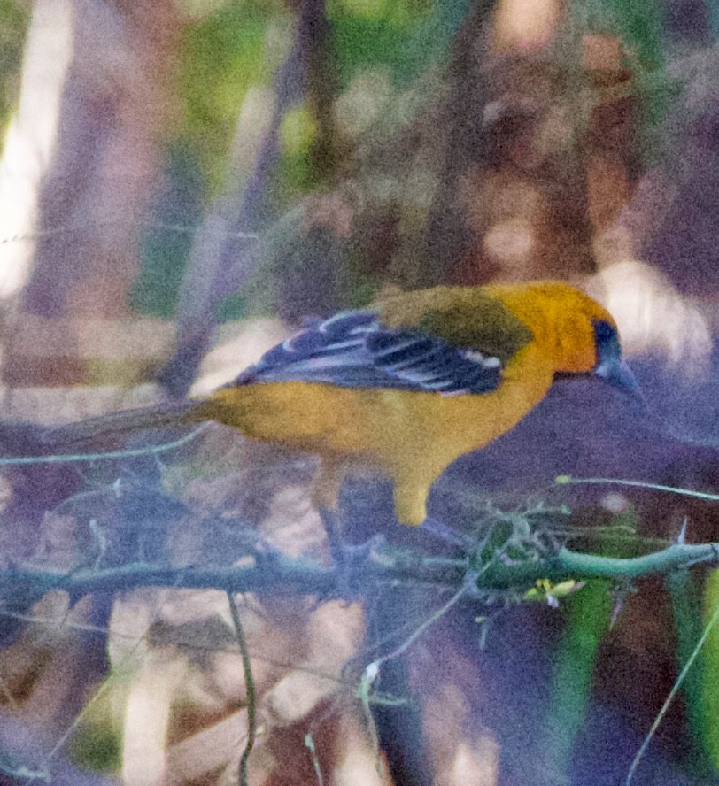 Altamira Oriole - ML645739846