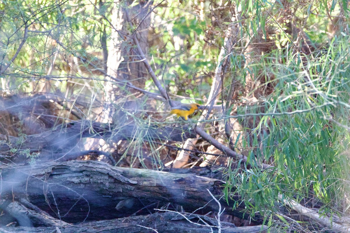 Altamira Oriole - ML645739847