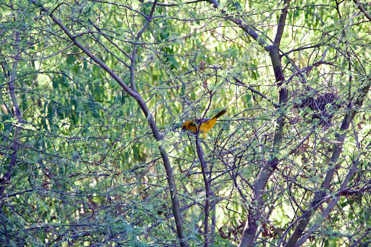 Altamira Oriole - ML645739848