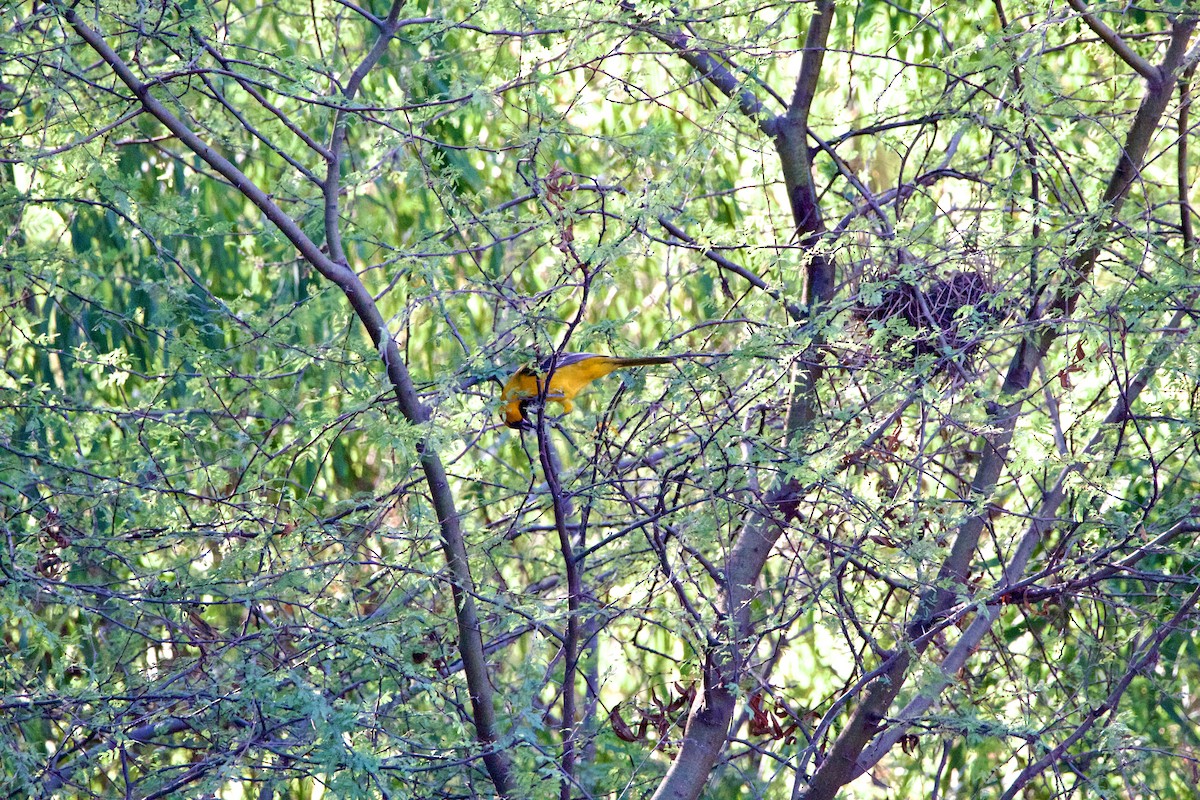 Altamira Oriole - ML645739849