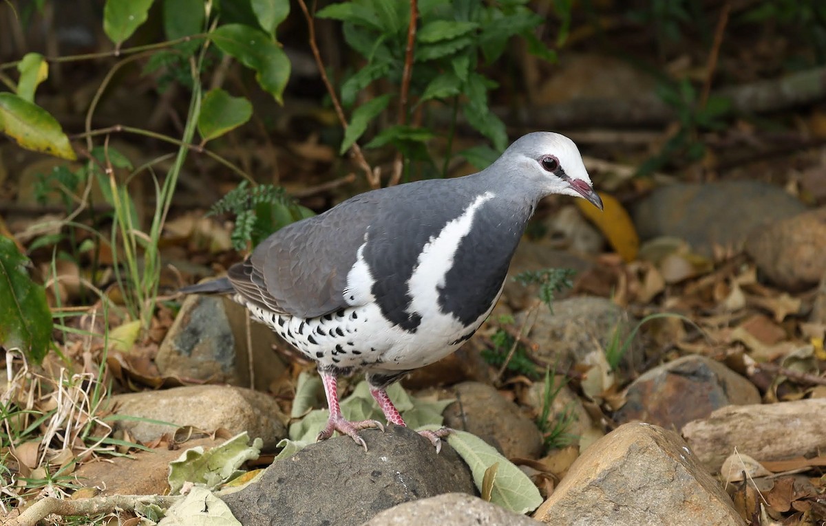 Wongataube - ML645739850