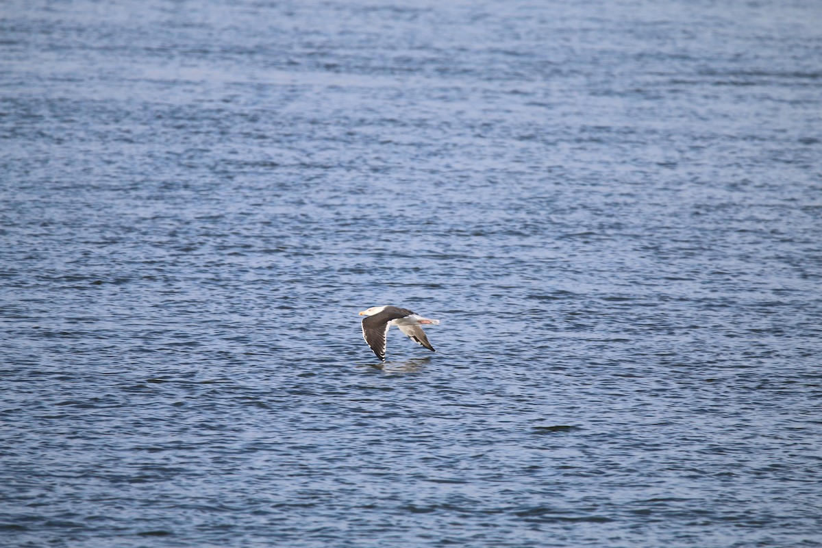 Büyük Kara Sırtlı Martı - ML645739852