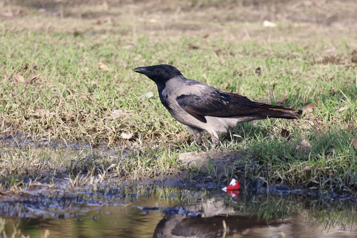 עורב אפור - ML645739853