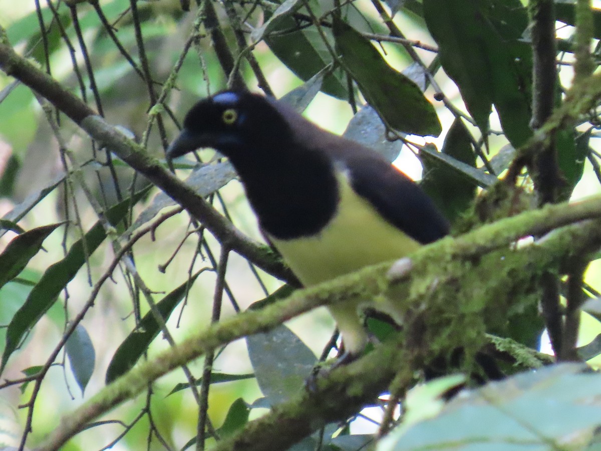 Black-chested Jay - ML645739854