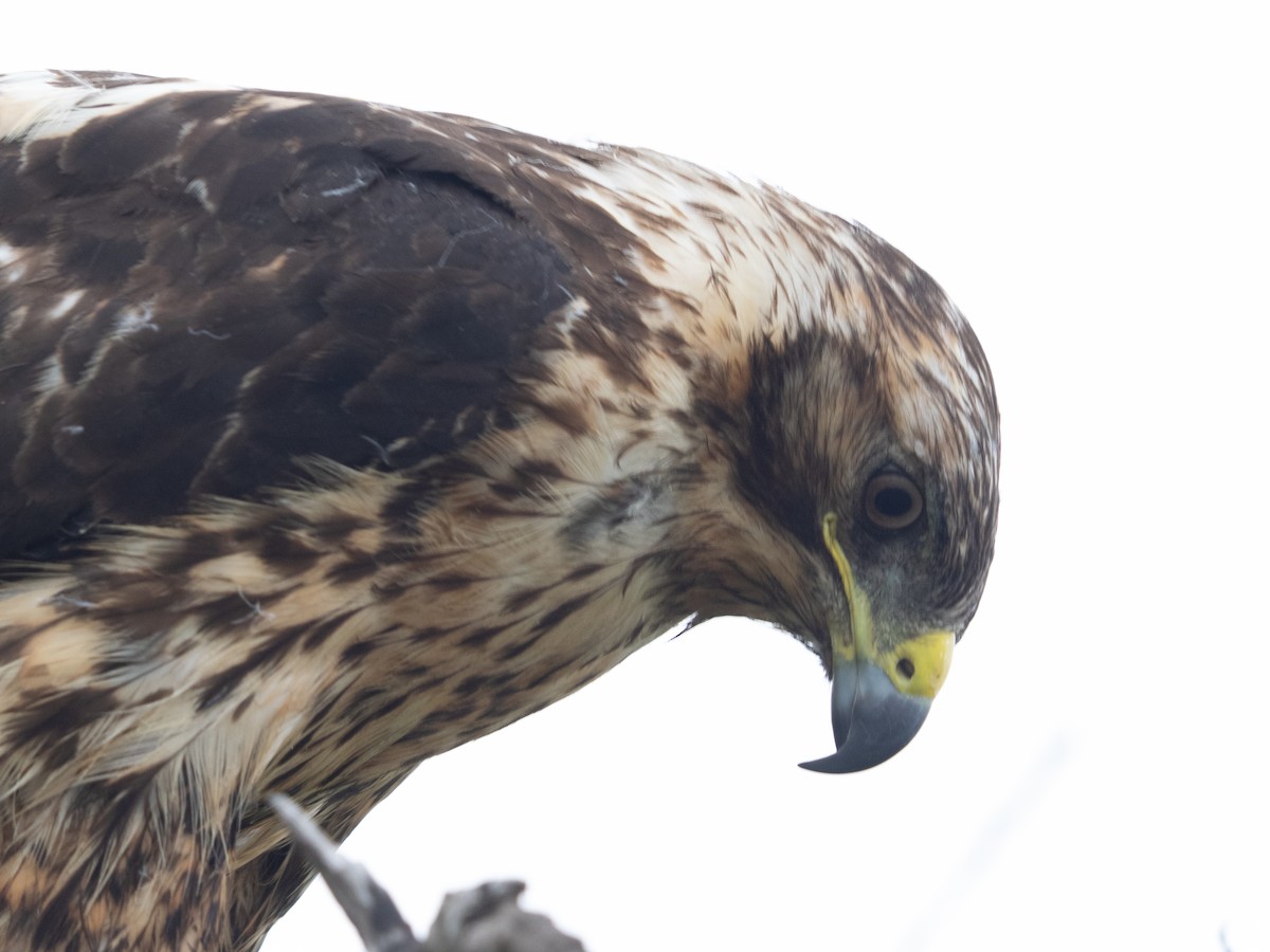 Galapagos Hawk - ML645739861