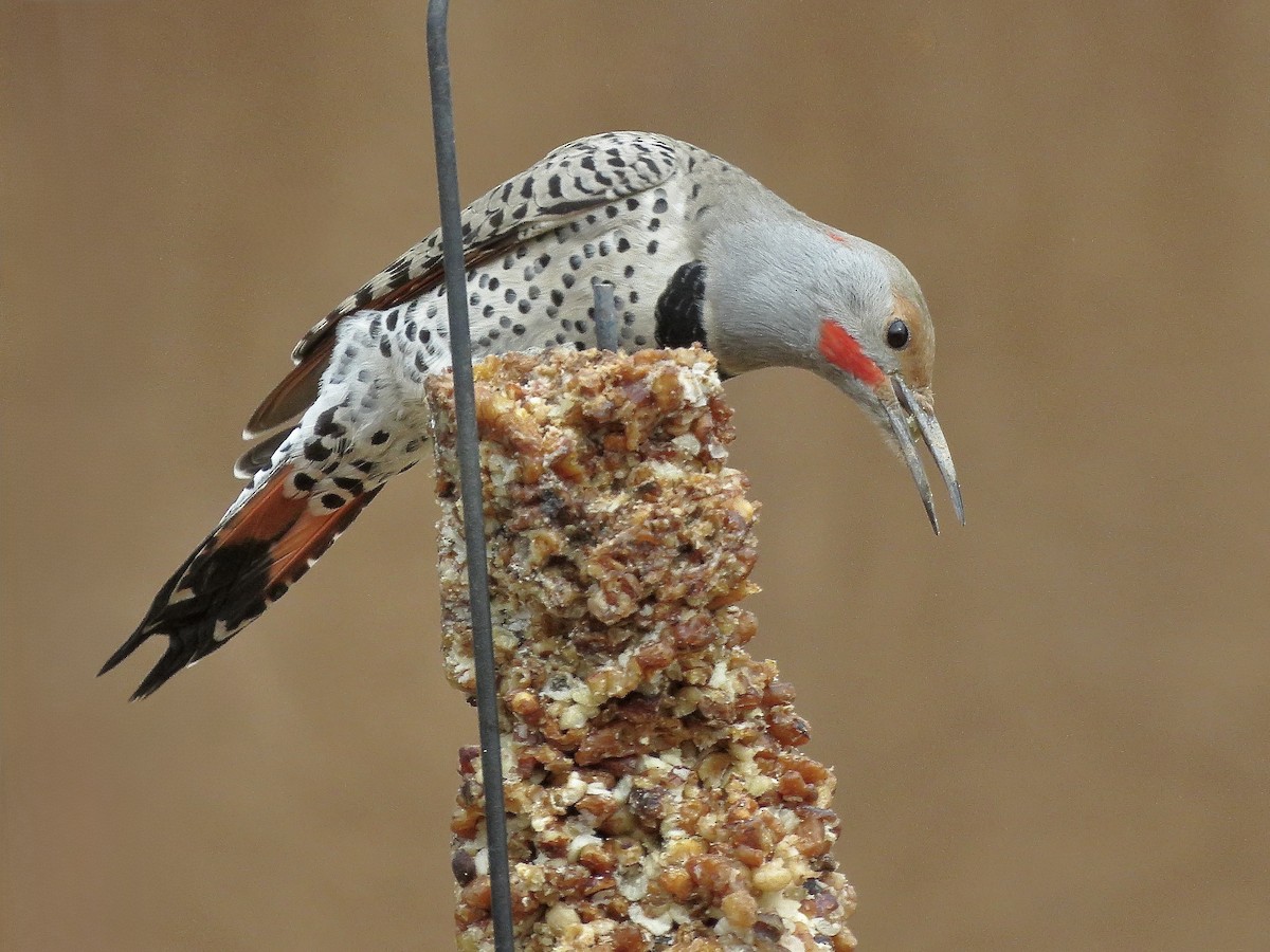Northern Flicker - ML645739872