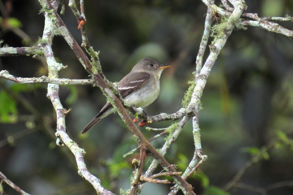 Western Wood-Pewee - ML645739881
