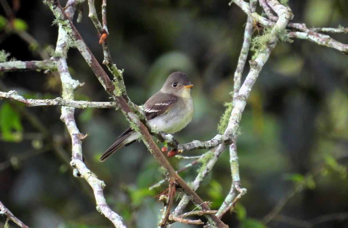 Western Wood-Pewee - ML645739882