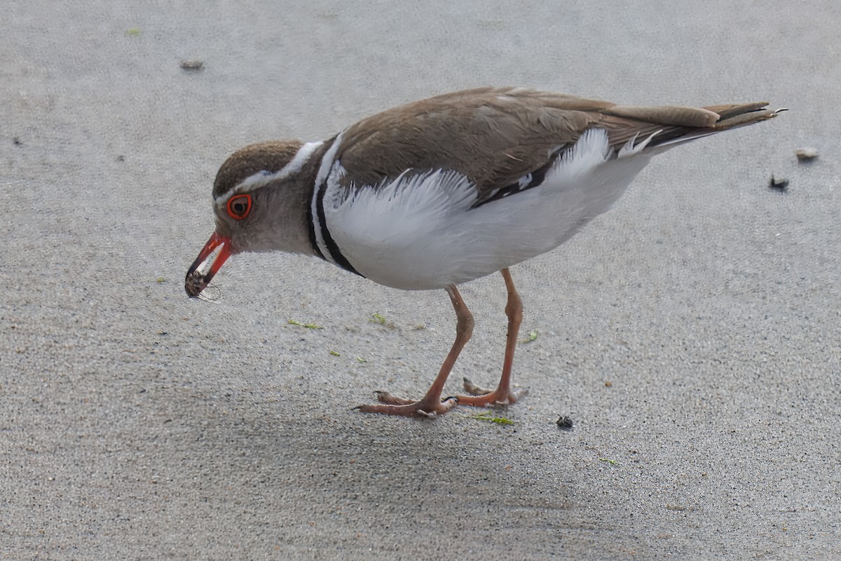 Three-banded Plover (African) - ML645739886