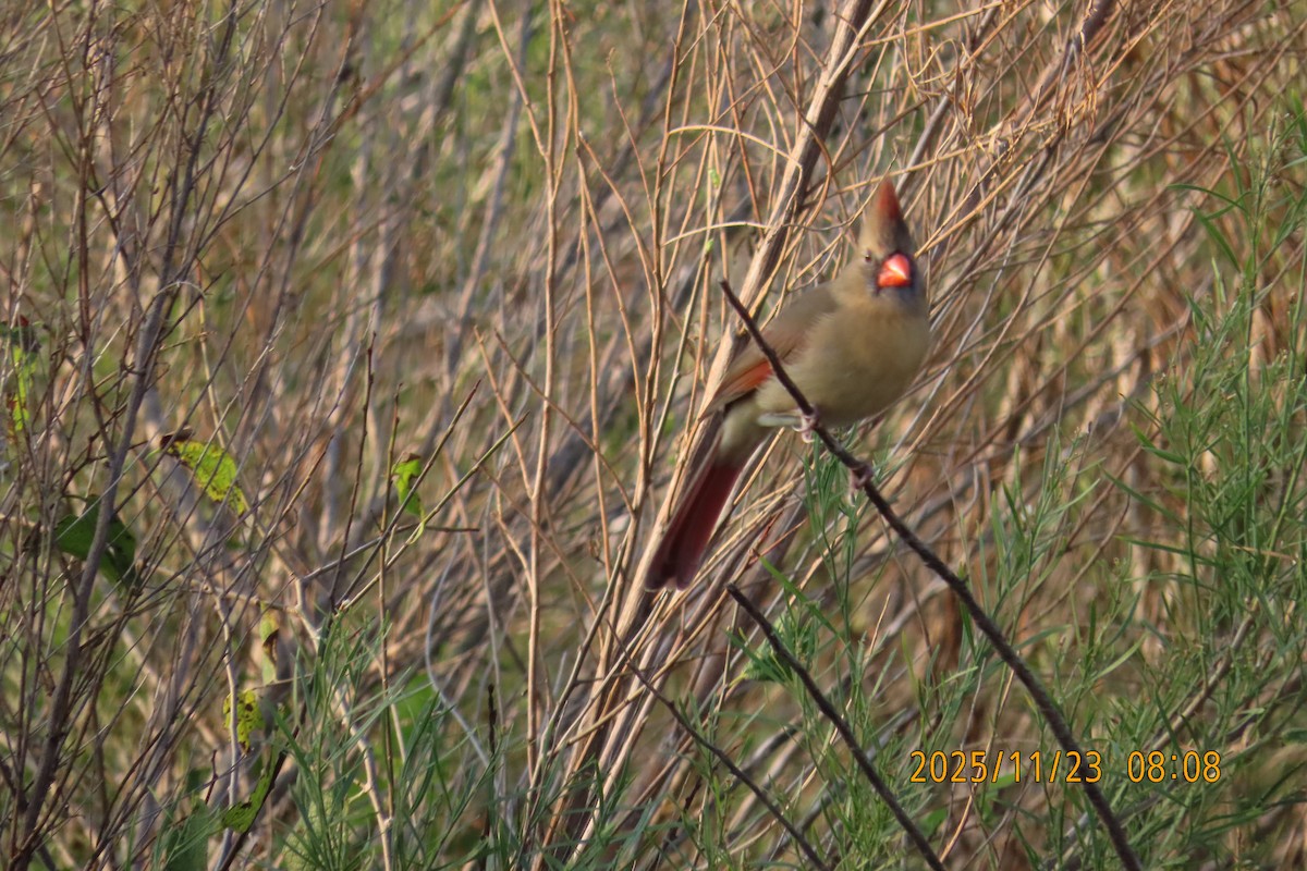 Northern Cardinal - ML645739888