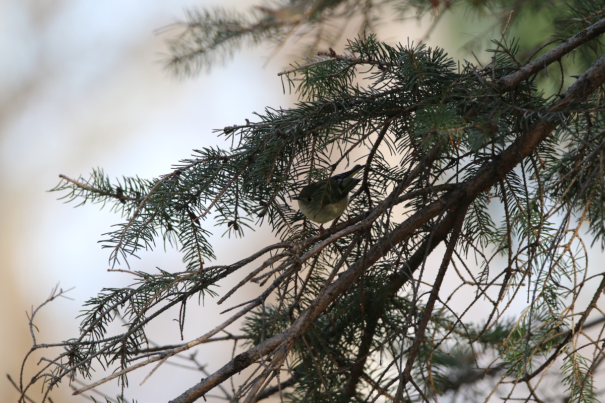 Gözlüklü Çalıkuşu - ML645739889