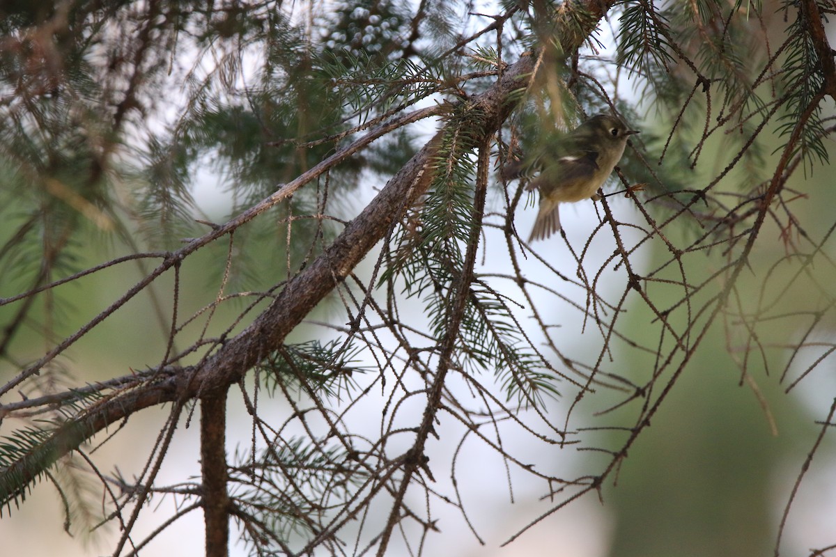 Gözlüklü Çalıkuşu - ML645739890