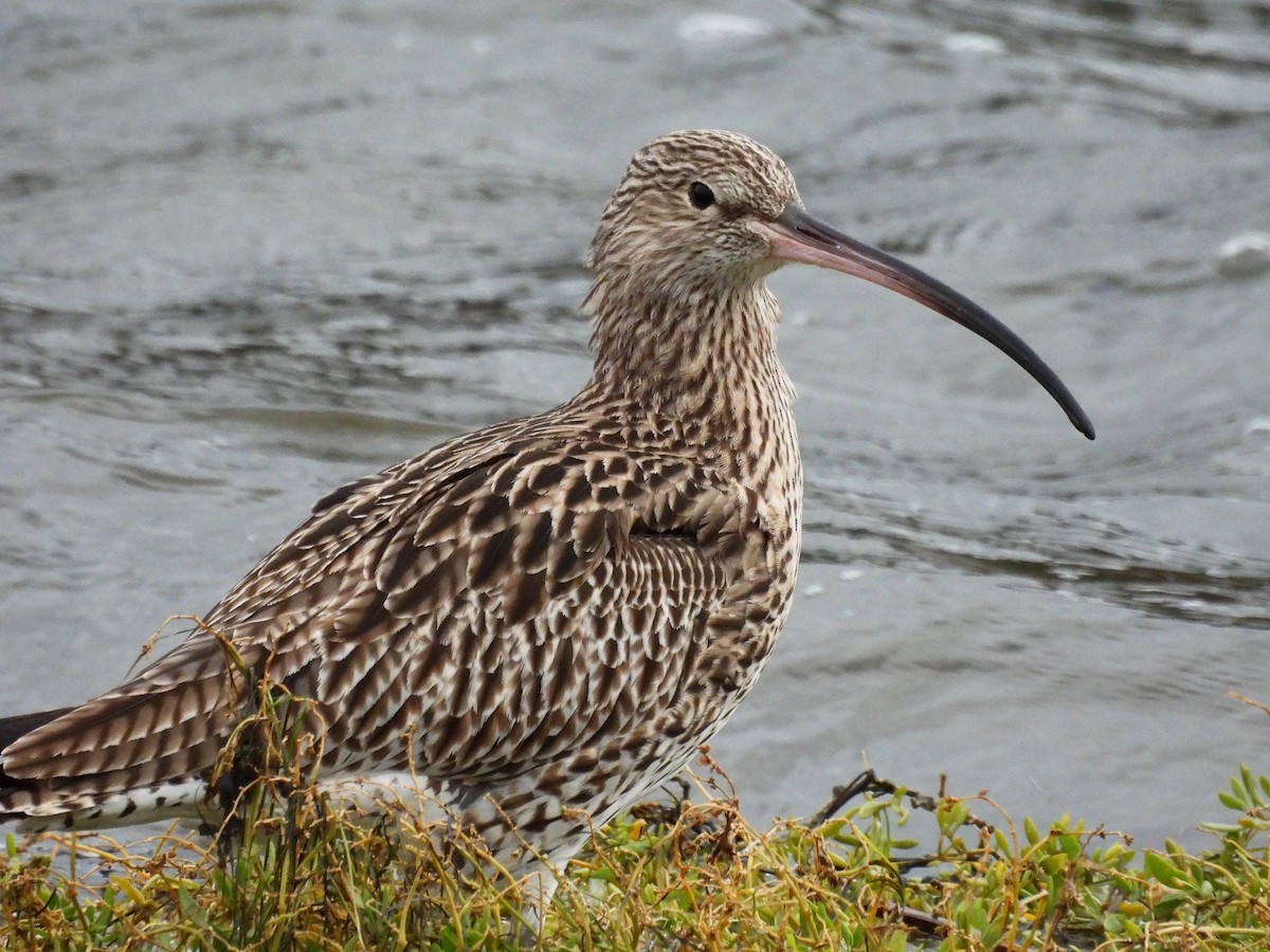 Eurasian Curlew - ML645739900
