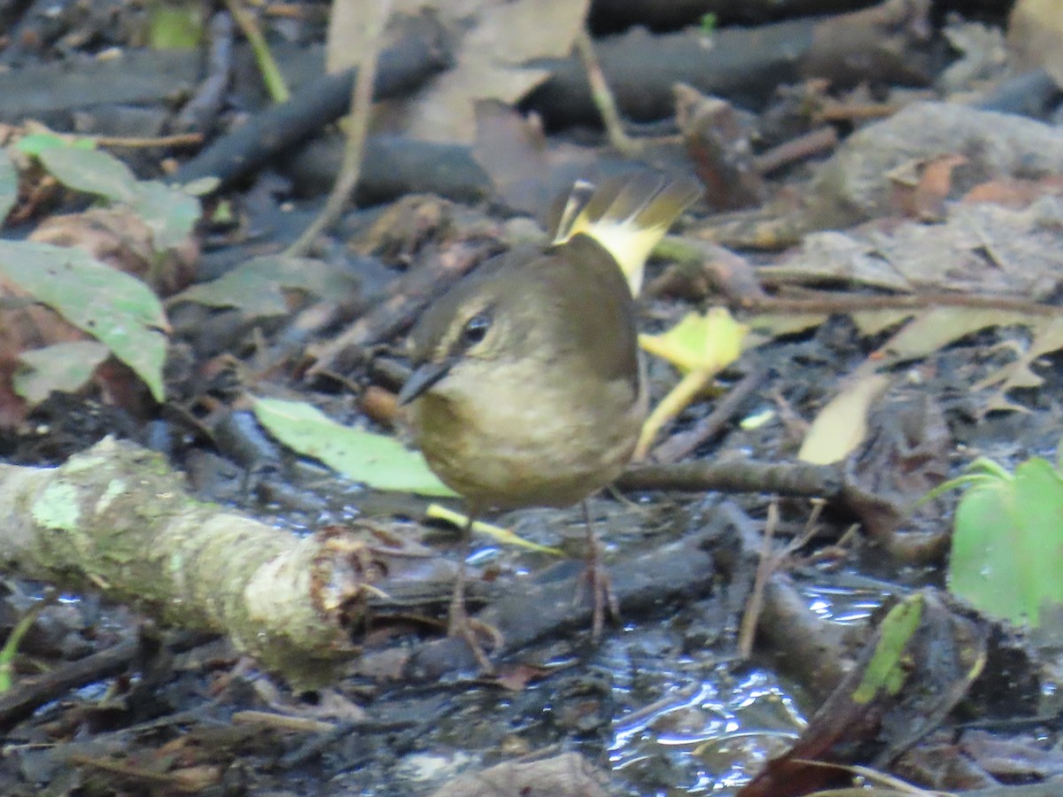 Buff-rumped Warbler - ML645739903