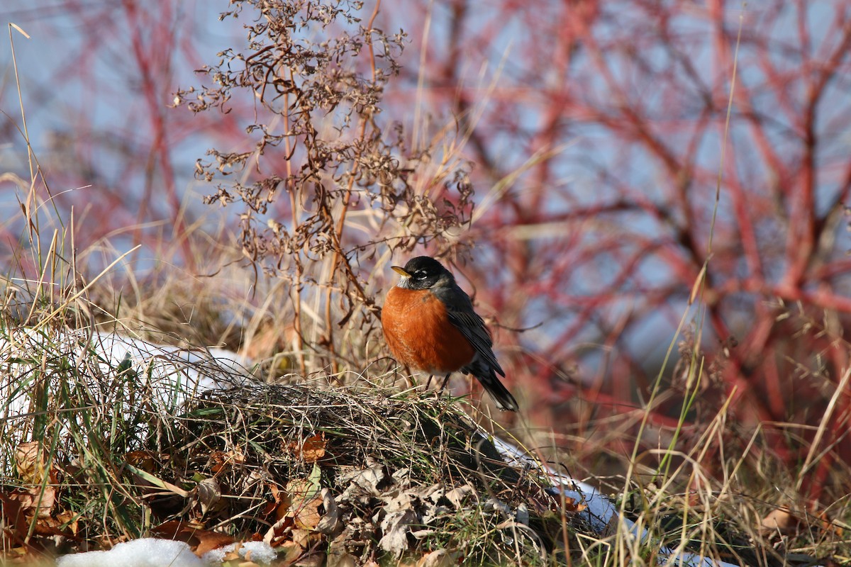 Göçmen Ardıç - ML645739926