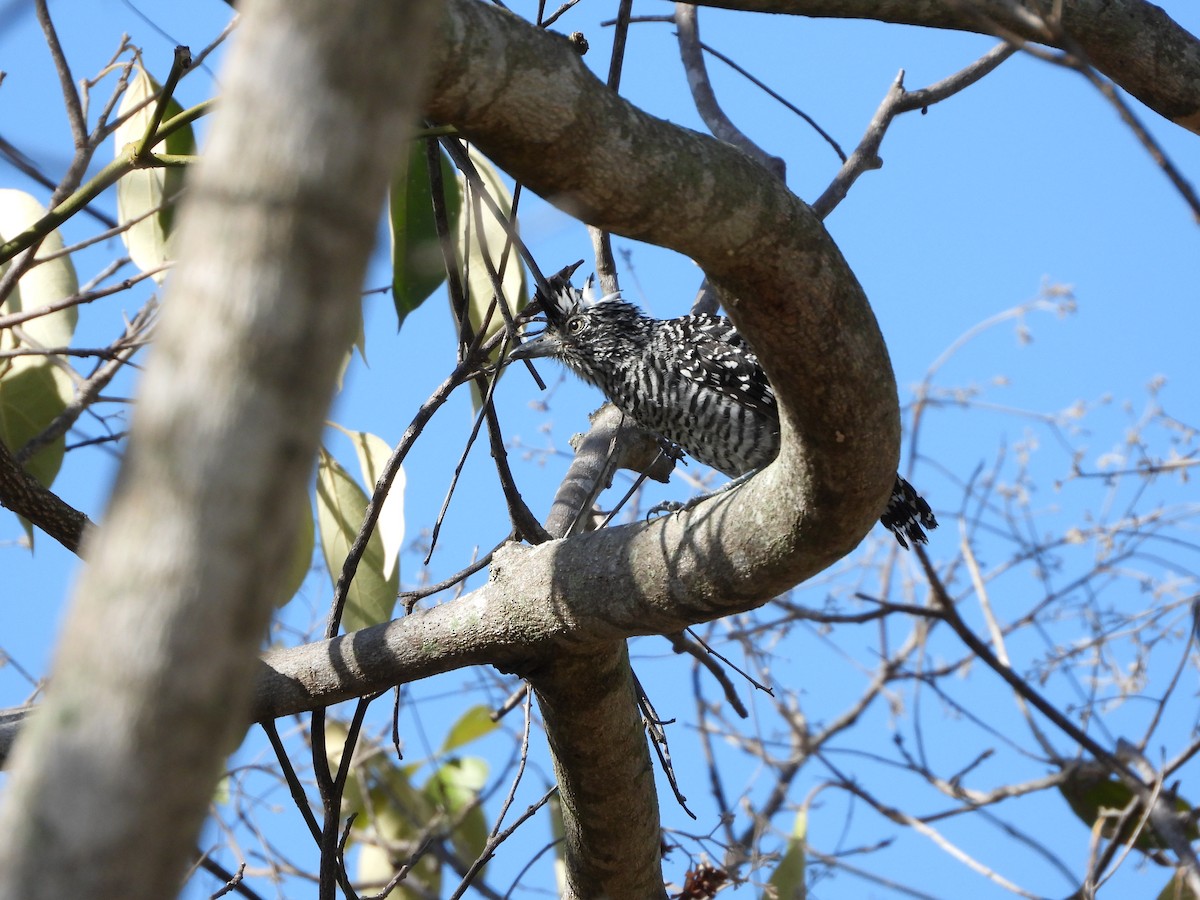 Barred Antshrike - ML645739929