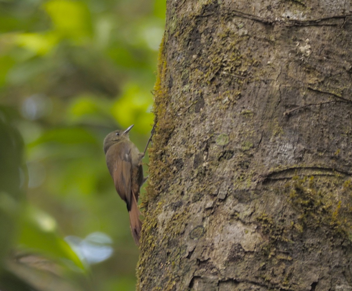 Olivaceous Woodcreeper - ML645739930