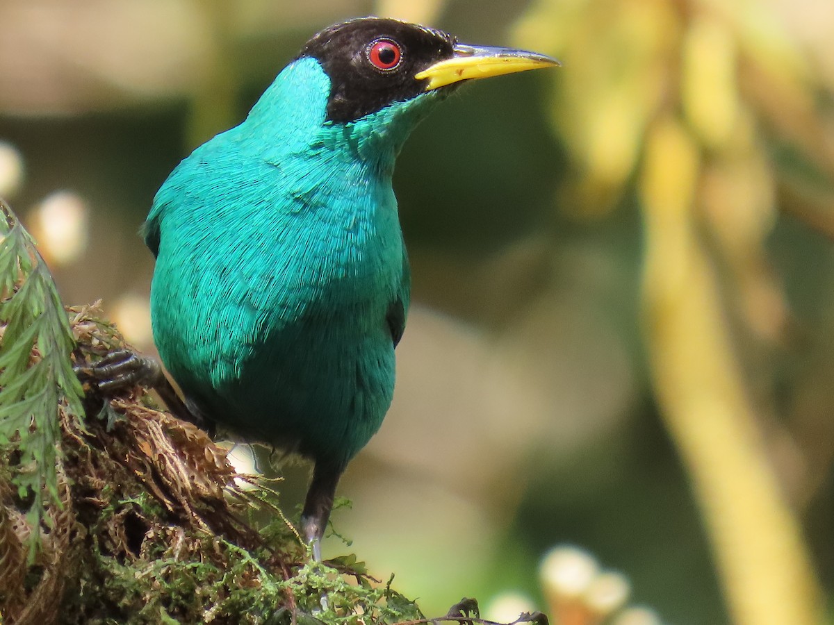 Green Honeycreeper - ML645739935